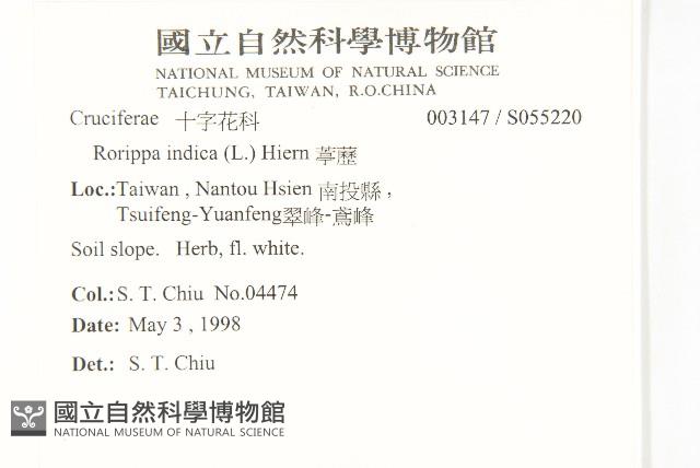 葶藶藏品圖，第2張