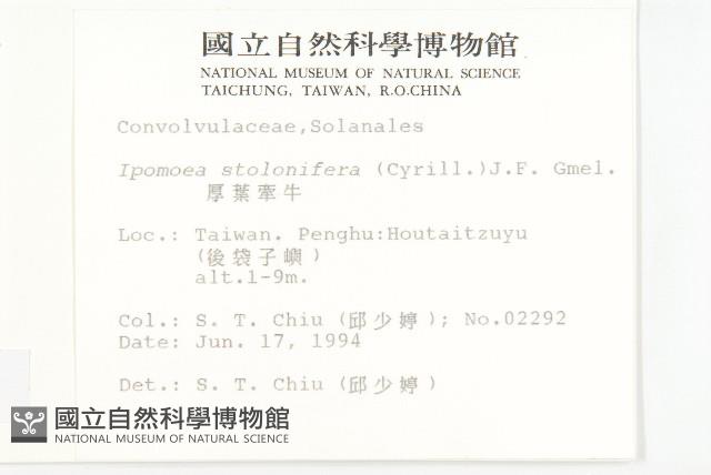 厚葉牽牛藏品圖，第2張