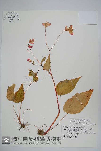 岩生秋海棠藏品圖，第1張