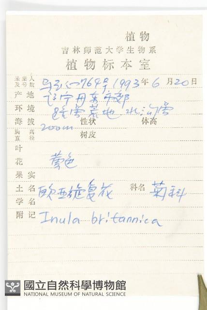 歐亞旋覆花藏品圖，第2張