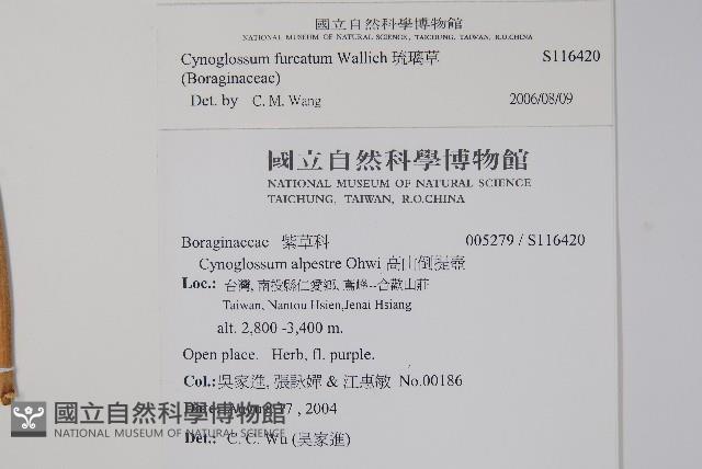 琉璃草藏品圖，第2張