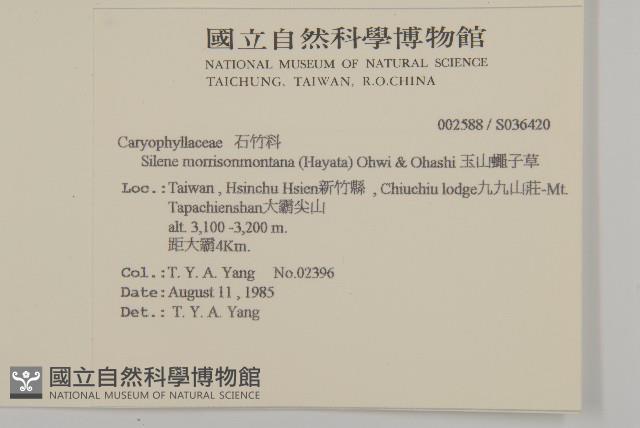 玉山蠅子草藏品圖，第2張