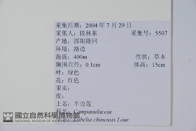 半邊蓮、鐮磨仔草藏品圖，第2張