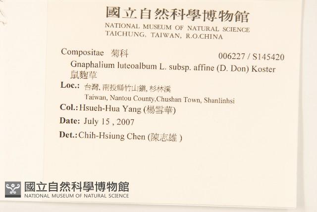 鼠麴草藏品圖，第2張