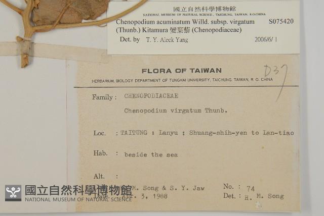 變葉藜藏品圖，第2張