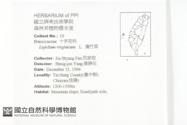 獨行菜藏品圖，第2張