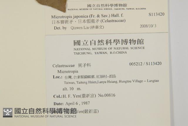 日本賽衛矛、日本假衛矛藏品圖，第2張