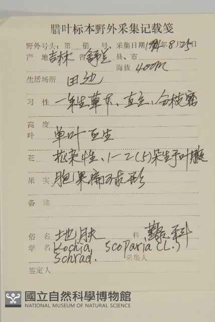 地膚、掃手草藏品圖，第2張