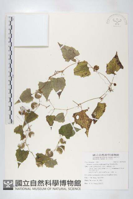 黑果馬交兒藏品圖，第1張