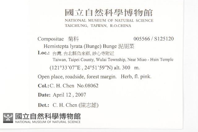 泥胡菜藏品圖，第2張