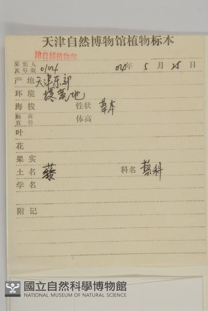 藜、灰藜藏品圖，第2張