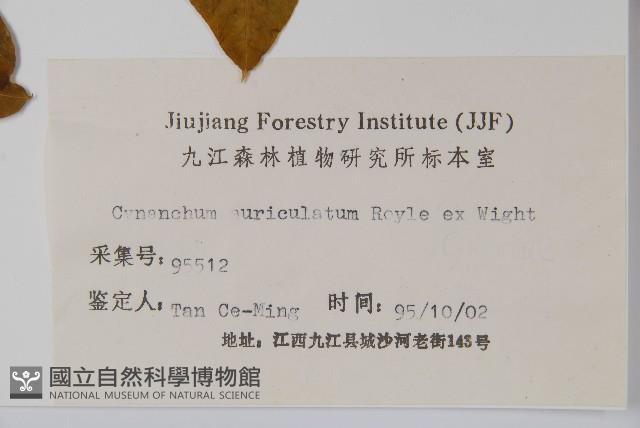 牛皮消藏品圖，第2張