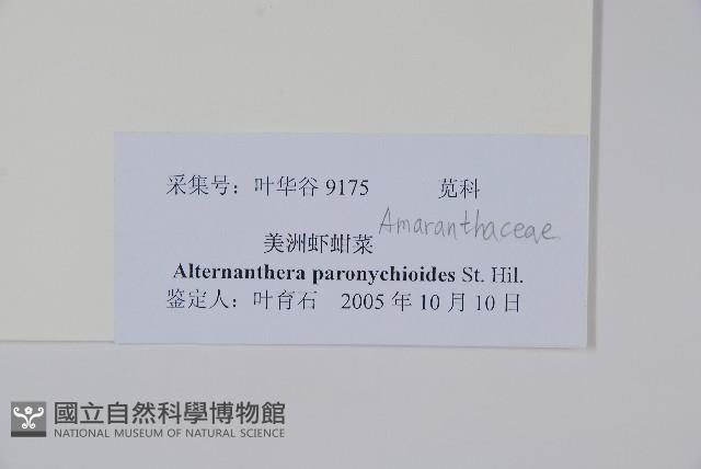 匙葉蓮子草藏品圖，第2張