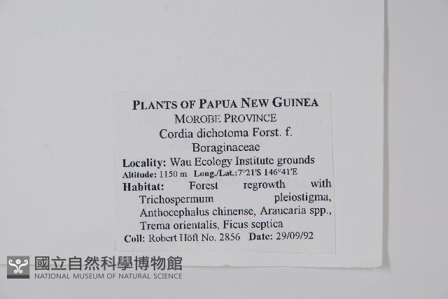 破布子藏品圖，第2張