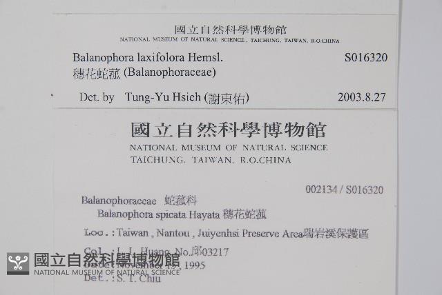 穗花蛇菰藏品圖，第2張