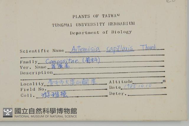 茵蔯蒿藏品圖，第2張