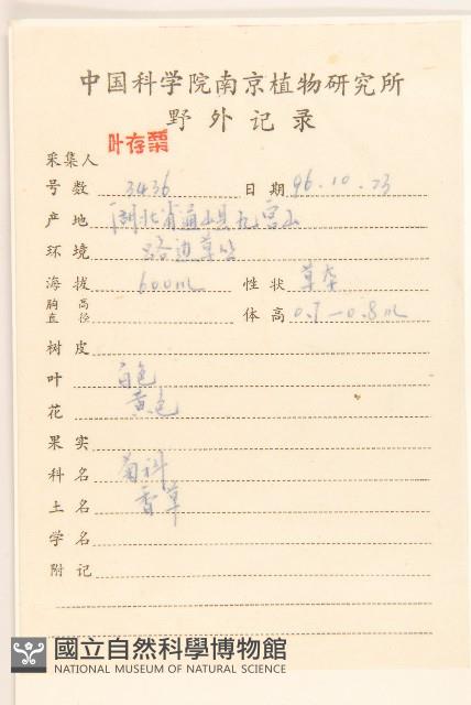 秋鼠麴草藏品圖，第2張