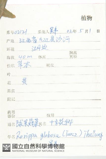 風花菜、球果山芥菜藏品圖，第2張