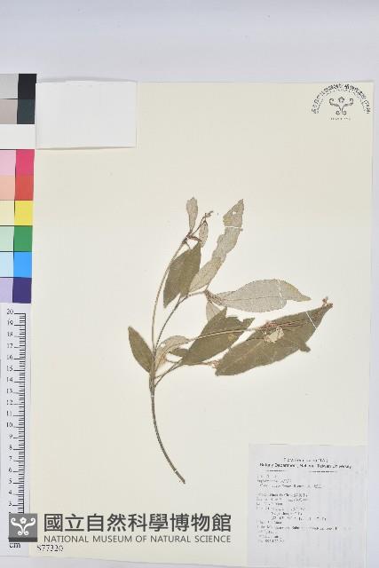 裡白巴豆藏品圖，第1張