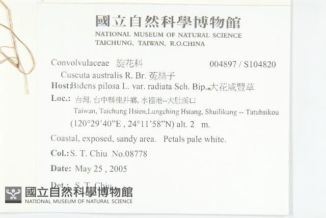 菟絲子藏品圖，第2張
