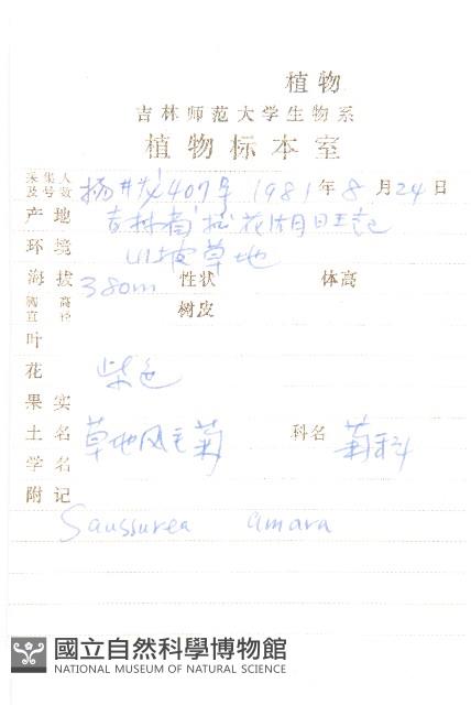 草地風毛菊藏品圖，第2張