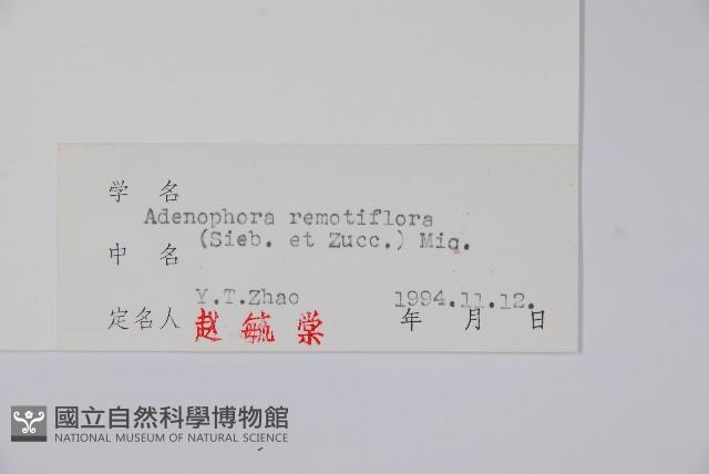 薄葉薺苨藏品圖，第2張