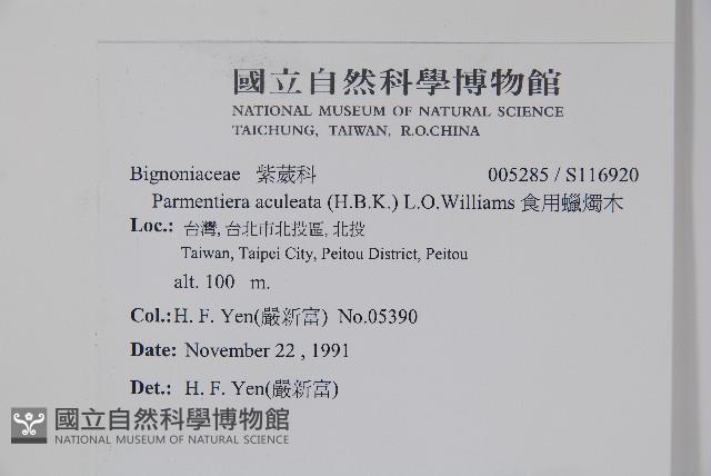 食用蠟燭木藏品圖，第2張