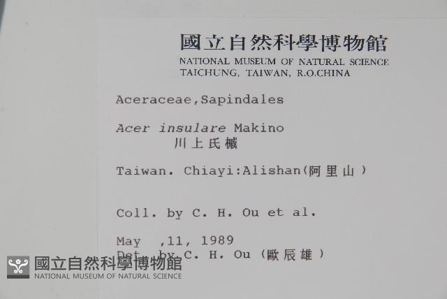 大屯尖葉槭, 川上氏槭藏品圖，第2張