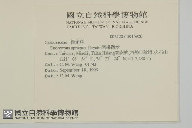 刺果衛矛藏品圖，第2張