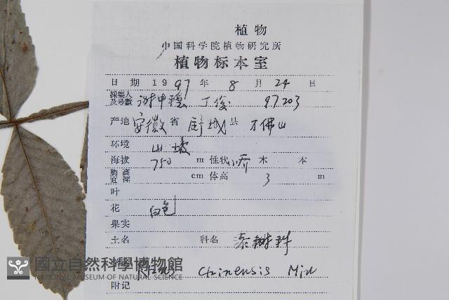 鹽膚木藏品圖，第2張