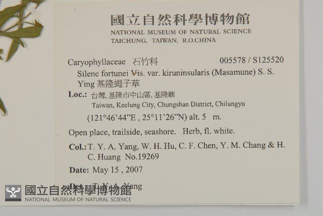 基隆蠅子草藏品圖，第2張