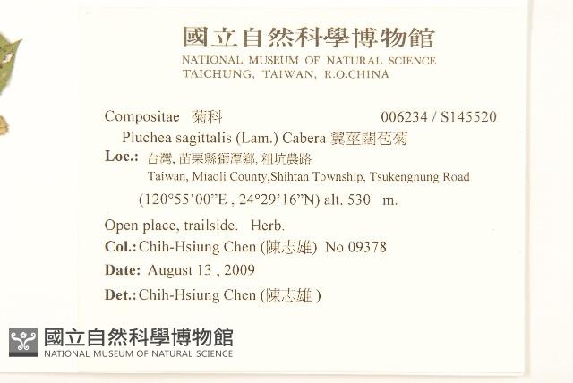 翼莖闊苞菊藏品圖，第2張