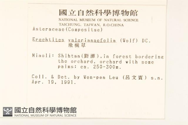 飛機草藏品圖，第2張