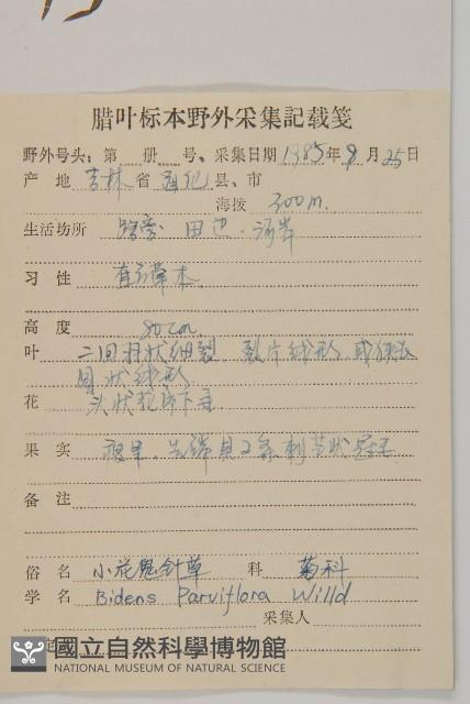 小花鬼針草藏品圖，第2張