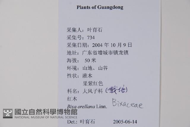 臙脂樹藏品圖，第2張