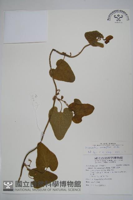 大葉馬兜鈴藏品圖，第1張