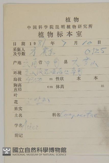 萎軟紫菀藏品圖，第2張