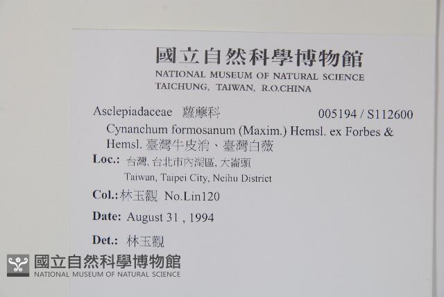 臺灣牛皮消、臺灣白薇藏品圖，第2張