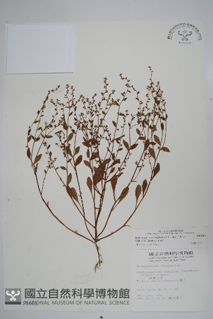 細纍子草藏品圖，第1張
