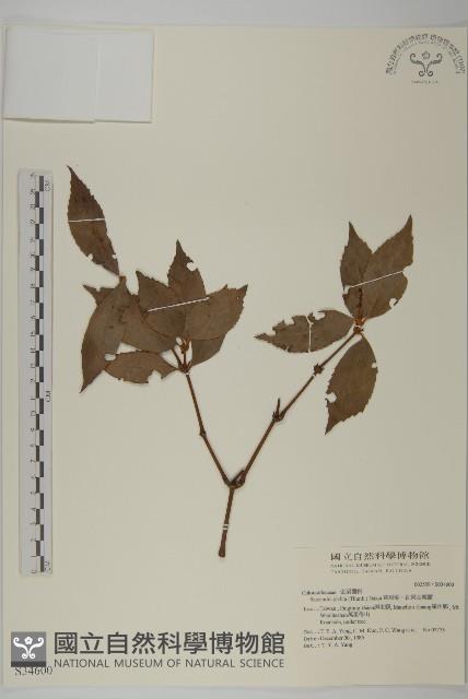 草珊瑚、紅果金粟蘭藏品圖，第1張