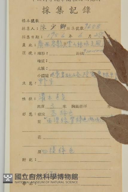 裂果衛矛藏品圖，第2張