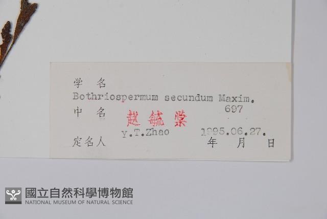 多苞斑種草藏品圖，第2張