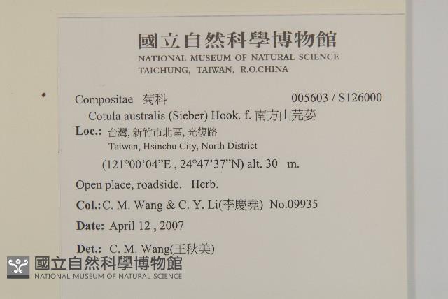 南方山芫荽藏品圖，第2張