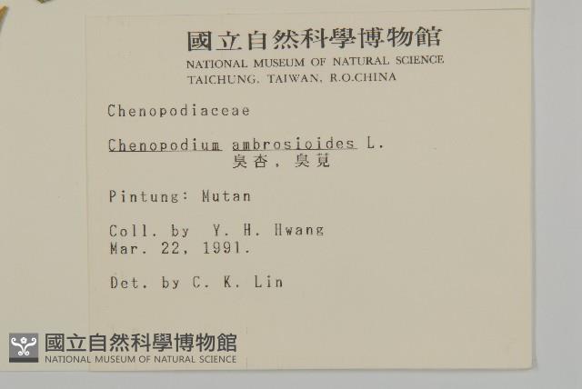 臭杏、土荊芥藏品圖，第2張