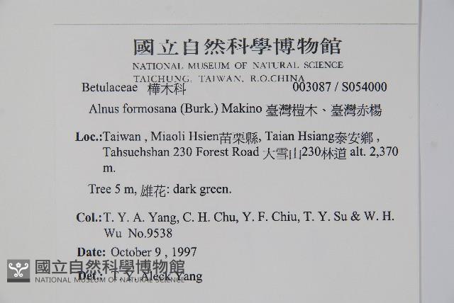 臺灣赤楊、臺灣榿木藏品圖，第2張
