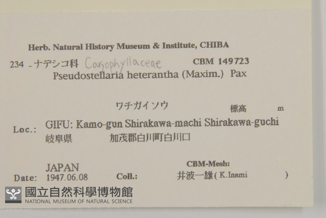孩兒參藏品圖，第2張