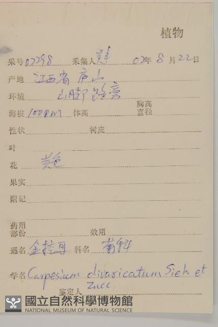 煙管草藏品圖，第2張