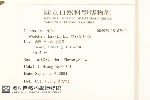 雙花蟛蜞菊藏品圖，第2張