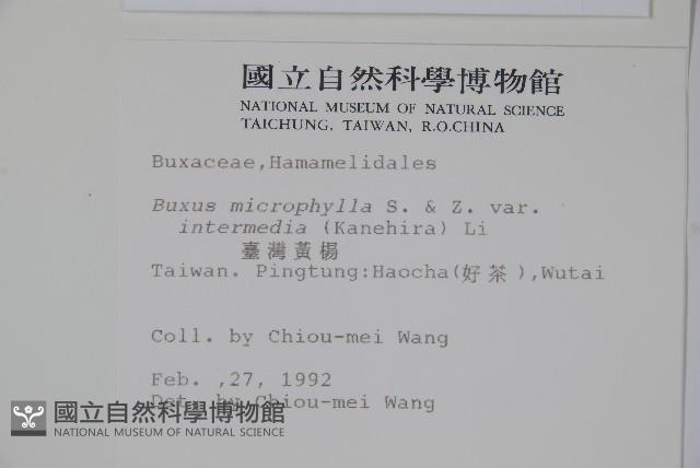 臺灣黃楊藏品圖，第2張