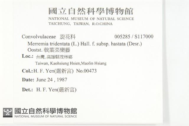 戟葉菜欒藤藏品圖，第2張